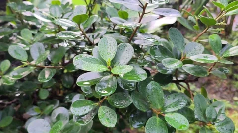 Foliage-2 Stock Footage 331865811