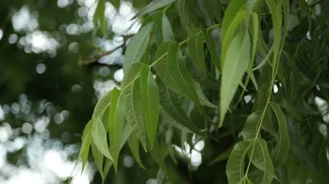 Foliage 3 Stock Footage 10734339