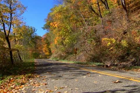 Foliage 3 Stock Footage 22376644