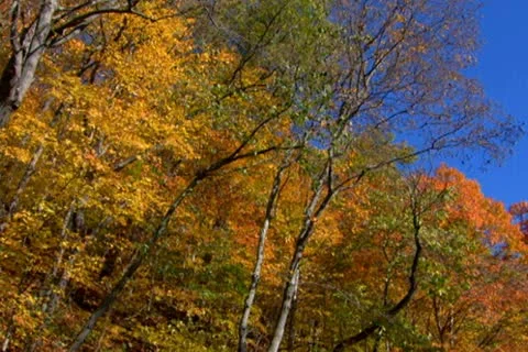 Foliage 4 Stock Footage 22376633