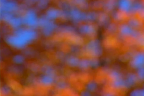 Foliage 5 Stock Footage 22376293