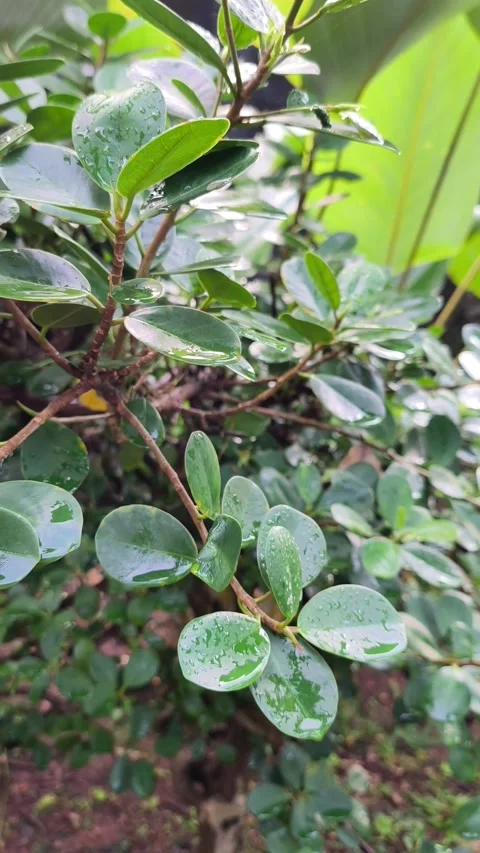 Foliage-5 Stock Footage 331865784