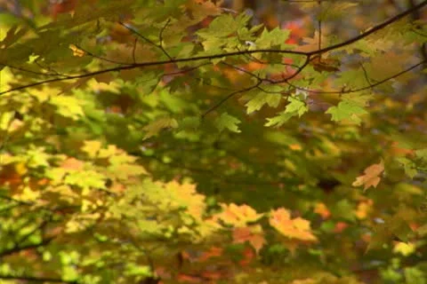 Foliage 6 Stock Footage 22376213