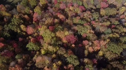 Foliage from Above Stock Footage 82623499