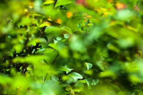 Foliage abstract pattern Stock-Fotos