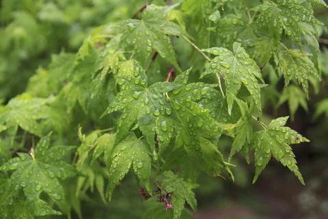 Foliage After Rain Photos