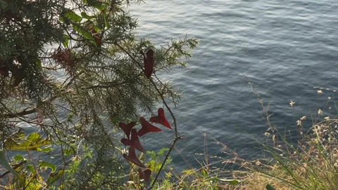Foliage against the background of water Stock Footage 289628375