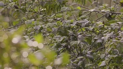 The foliage of an alder tree after the rain illuminated by the afternoon sun Stock Footage 334574585
