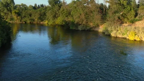 Foliage along the American River Video stock 344810086
