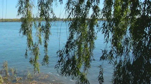 Foliage along river Stock Footage 43424375