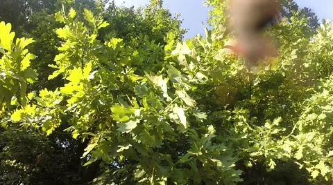 Foliage and fly Stock Footage 39959363