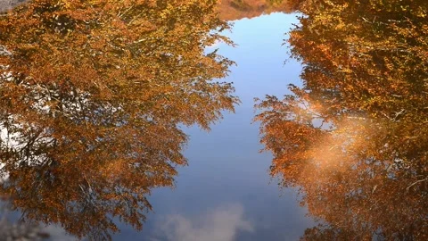 Foliage and reflections in the water 库存影片 135447359