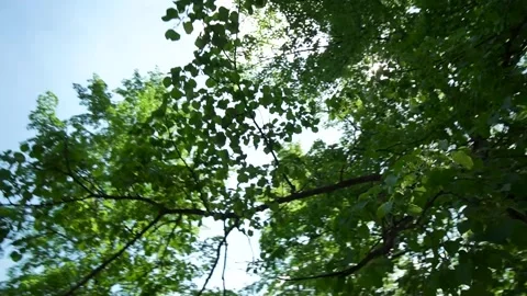 Foliage and sky Stock Footage 154985029
