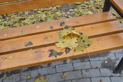 Foliage and small architectural forms in the autumn park 库存照片