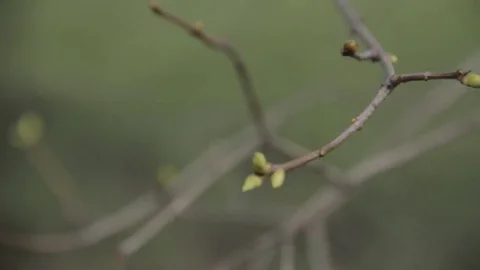 Foliage appears on the branches of trees Stock Footage 69073061
