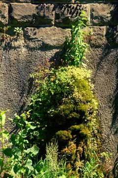Foliage around drain Stock Photos
