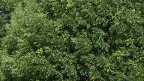 Foliage of an ash tree - close Stock Footage