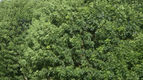 Foliage of an ash tree Stock Footage 130967926