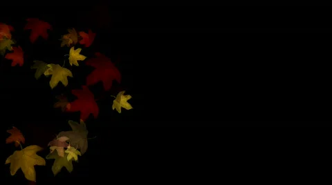 Foliage in autumn Video stock 796093
