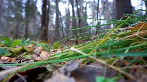Foliage in autumn forest Vídeos de archivo 100621053