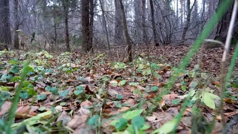 Foliage in autumn forest Stock Footage 100621059