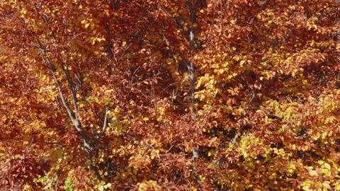 Foliage in autumn - leaves on deciduous tree in fall season. Red, yellow, orange Video stock 164238976