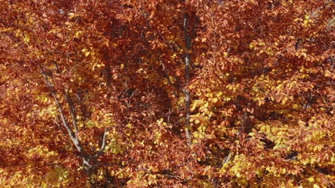 Foliage in autumn - leaves on deciduous tree in fall season. Red, yellow, orange Stock Footage 164239346