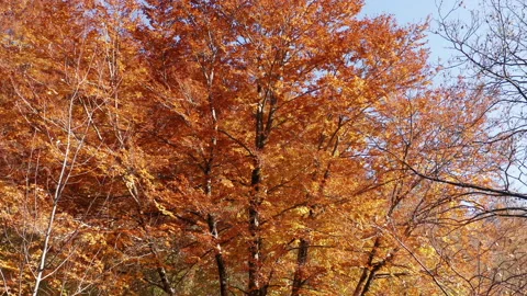 Foliage in autumn - leaves on deciduous tree in fall season. Red and orange Stock Footage 164345286