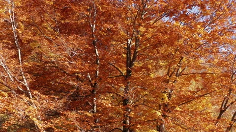 Foliage in autumn - leaves on deciduous tree in fall season. Red and orange Stock Footage 164345862