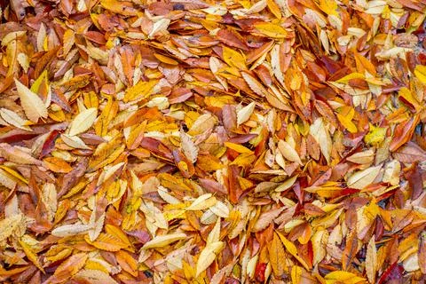 Foliage for background and texture Stock Photos