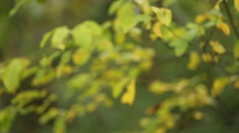 Foliage Background blowing in wind Stock Footage 32183722