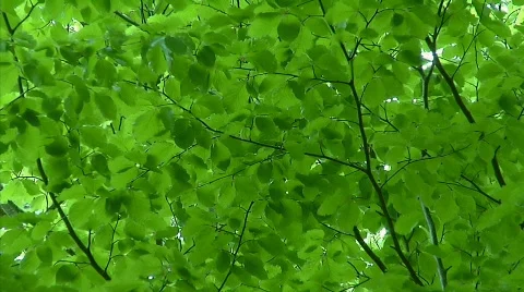 Foliage background Stock Footage 712427