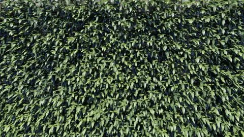 Foliage Background Illustrazione stock