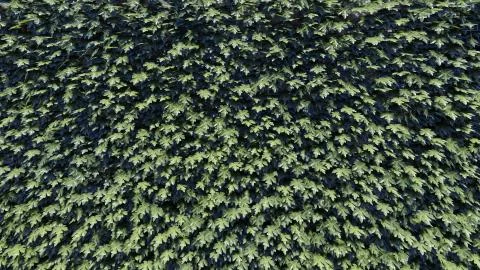 Foliage Background 스톡 일러스트