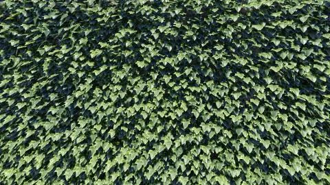 Foliage Background Stock Illustration