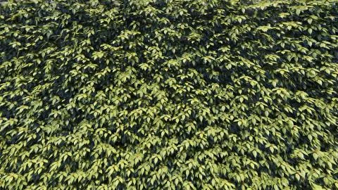 Foliage Background Stock Illustration