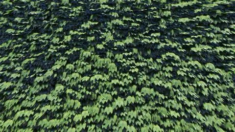 Foliage Background Stock Illustration