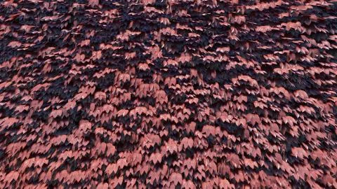 Foliage Background 스톡 일러스트