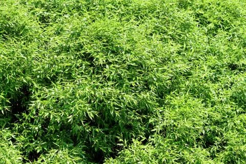 Foliage background Stock Photos