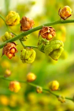 Foliage background Stock Photos