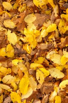 Foliage background 스톡 사진