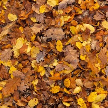 Foliage background Stock Photos