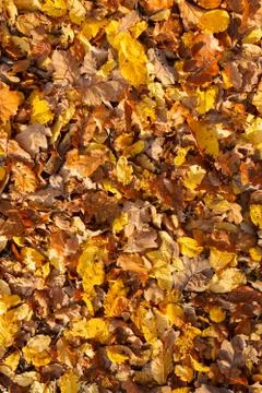 Foliage background Foto stock