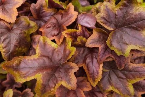 Foliage background Stock Photos