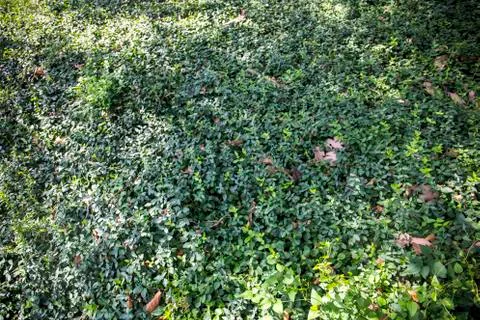 Foliage background 스톡 사진