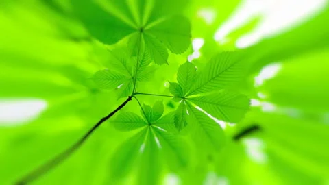 Foliage background for text. The camera flew into the leaves of a tree Stock Footage 129164039