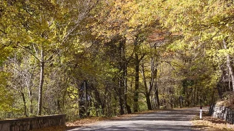 Foliage Barrea Stock Footage 82403302
