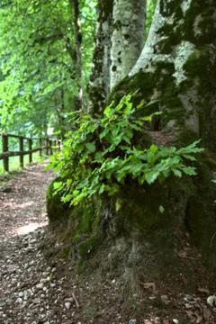 Foliage at the base of a trunk. Stock Photos