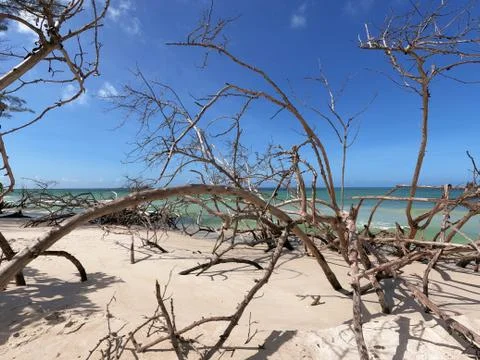 Foliage battered by the Ocean  Stock Photos