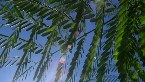 Foliage, beautiful foliage moving gracefully in the wind with blue sky and mo Video stock 148106958